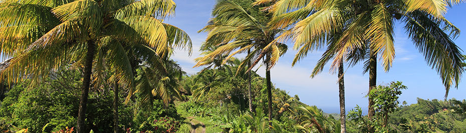 Valley Car Rental Dominica